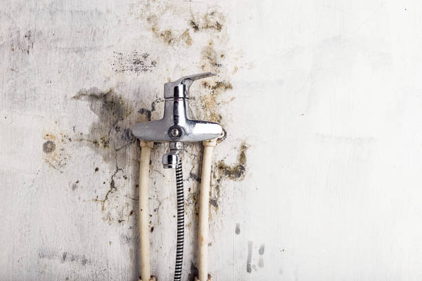 Best Mold Cleaning Services  in Green, OR