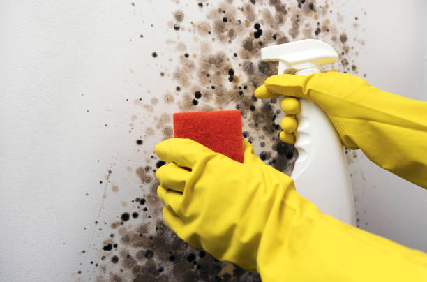 Professional Mold Removal in Green, OR