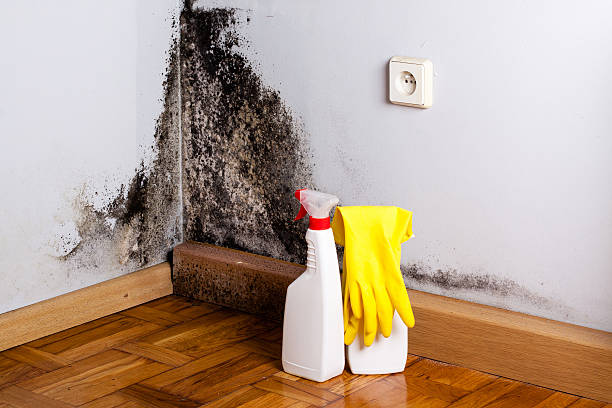 Best Emergency Mold Removal  in Green, OR