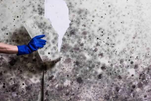 Best Crawl Space Mold Removal  in Green, OR